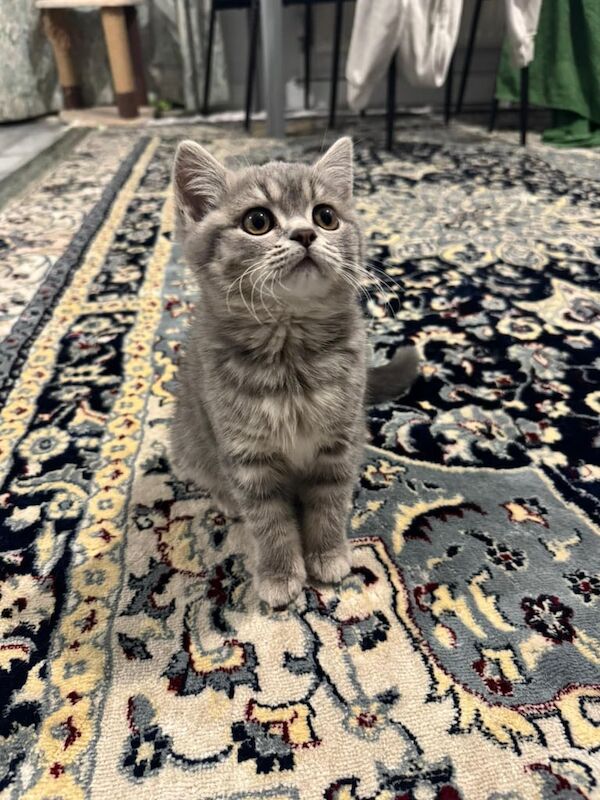 British Shorthair kittens for sale in Ilford, Greater London – 10 weeks old - Image 4 of 4