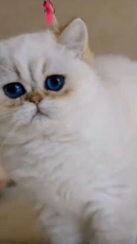 Rare Golden Shaded British Shorthair