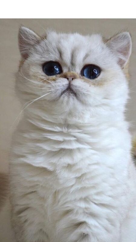 Rare Golden Shaded British Shorthair - Image 2 of 4
