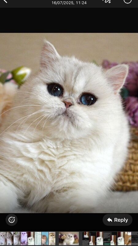 Rare Golden Shaded British Shorthair - Image 3 of 4