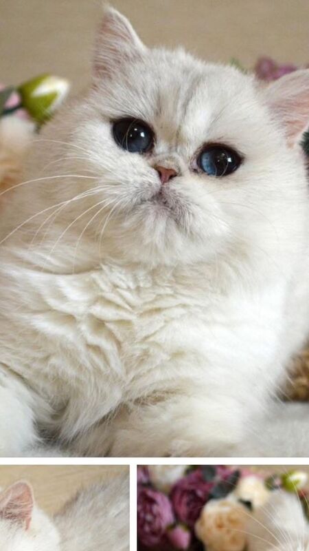 Rare Golden Shaded British Shorthair - Image 4 of 4