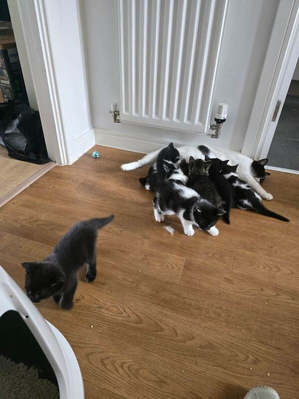 British Shorthair Kittens For Sale