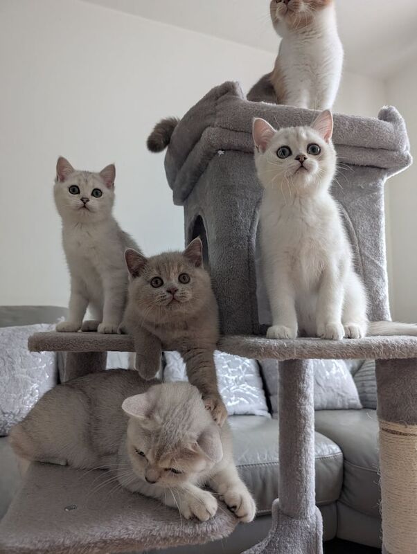 Ready now! 4 remaining - chunky GCCF registered British Shorthair kittens for sale in Northolt, Greater London