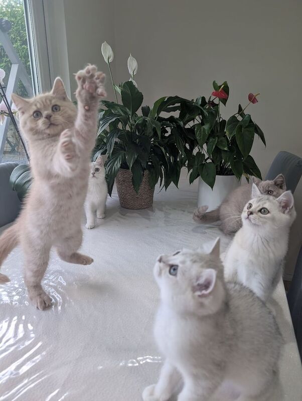 Ready now! 4 remaining - chunky GCCF registered British Shorthair kittens for sale in Northolt, Greater London | Image 3