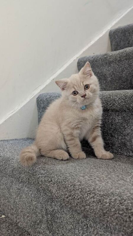 TICA Registered British Shorthair Kittens For Sale