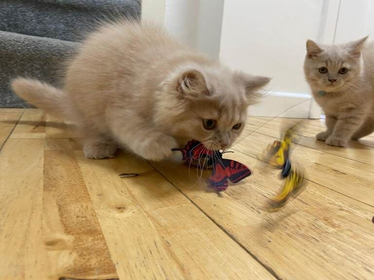 Ready now GCCF registered British Shorthair kittens - Image 2 of 4
