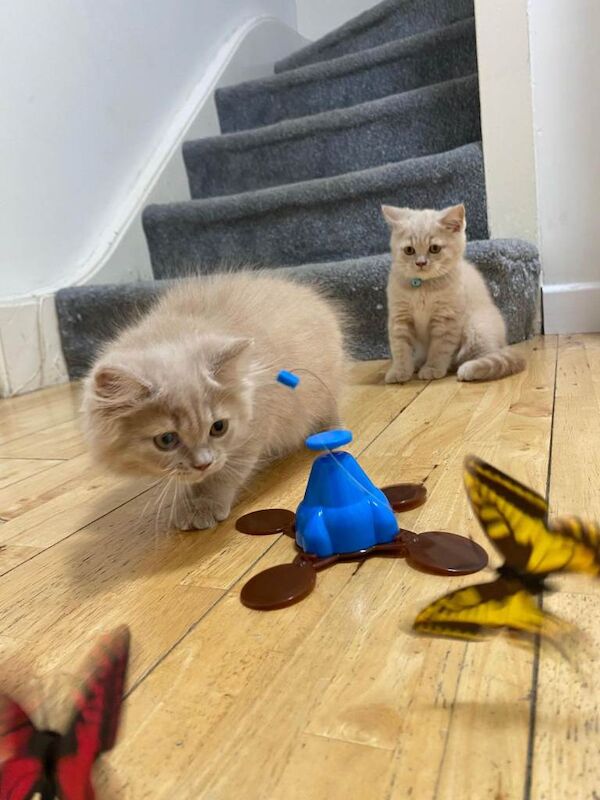 Ready now GCCF registered British Shorthair kittens - Image 3 of 4