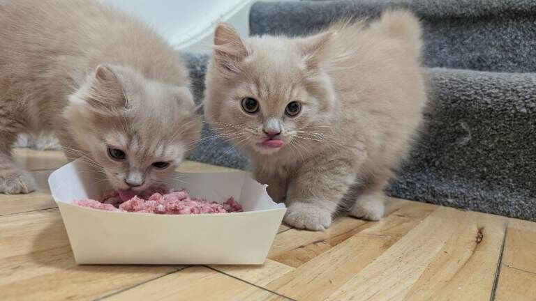 Ready now GCCF registered British Shorthair kittens - Image 4 of 4