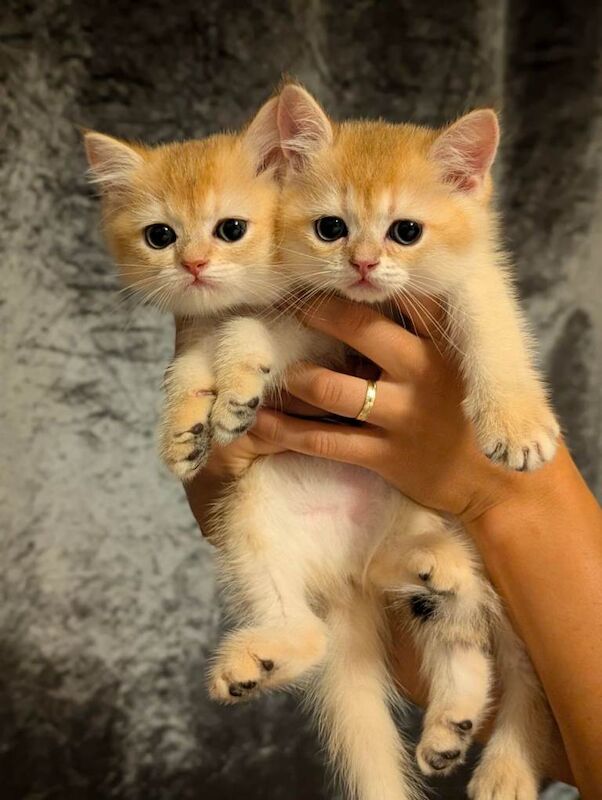 British Shorthair Kittens For Sale