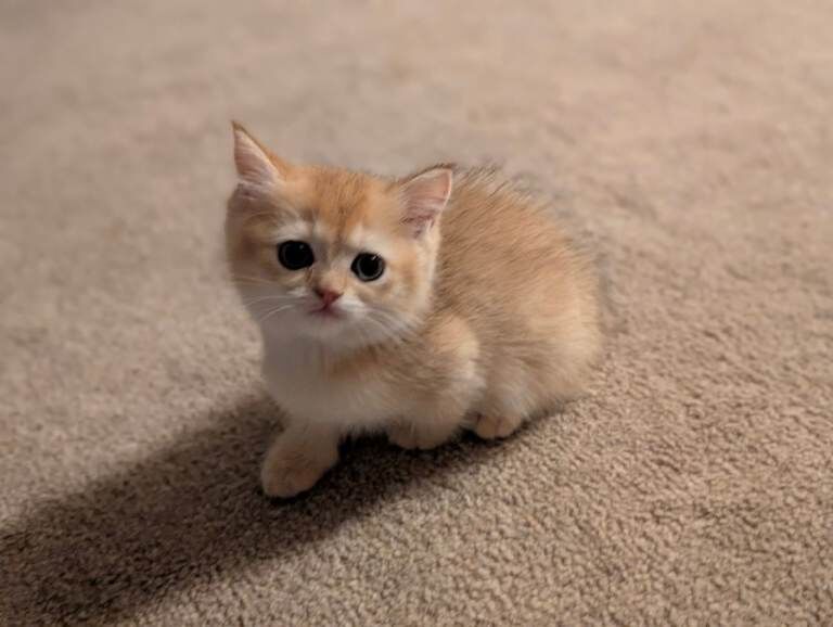 READY NOW Golden Shaded British Shorthair Kitten TICA - Image 2 of 5