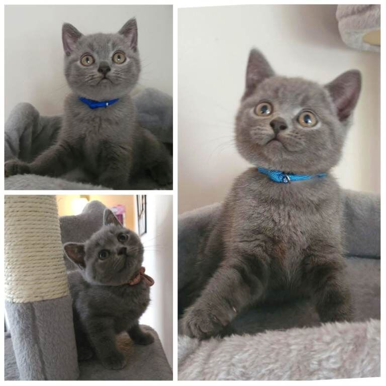 *ready now* stunning litter of pedigree blue british shorthair kittens gccf parents