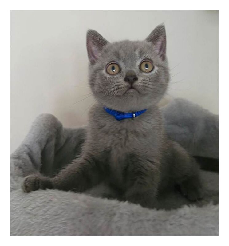 *ready now* stunning litter of pedigree blue british shorthair kittens gccf parents - Image 2 of 5