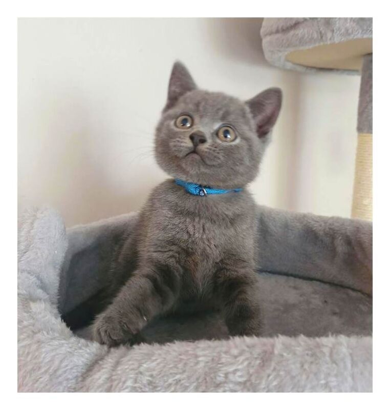 *ready now* stunning litter of pedigree blue british shorthair kittens gccf parents - Image 3 of 5