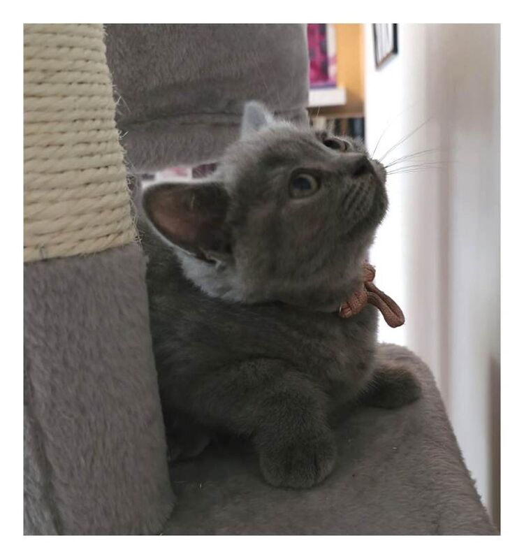 *ready now* stunning litter of pedigree blue british shorthair kittens gccf parents - Image 4 of 5