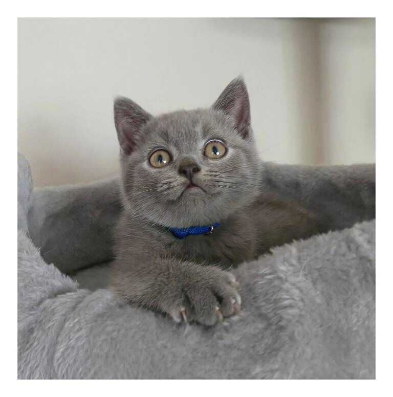 *ready now* stunning litter of pedigree blue british shorthair kittens gccf parents - Image 5 of 5