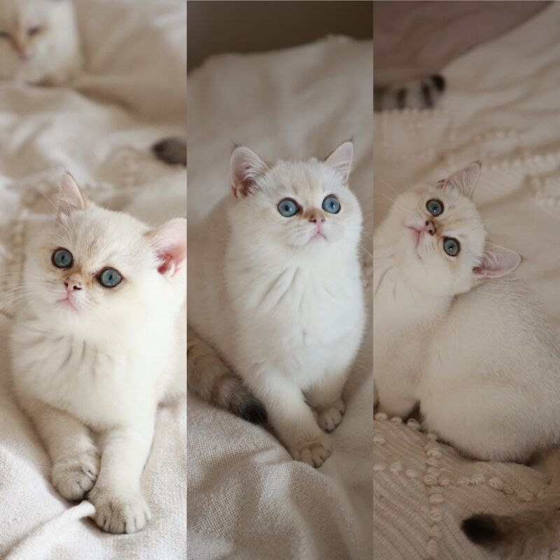British Shorthair kittens for sale in Bedfordshire – 3 months old