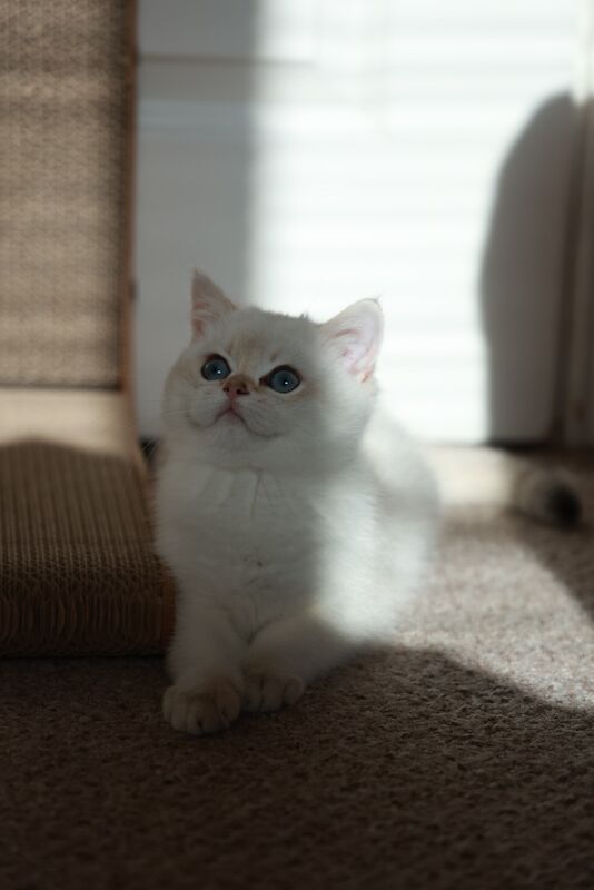 British Shorthair kittens for sale in Bedfordshire – 6 months old - Image 2 of 11