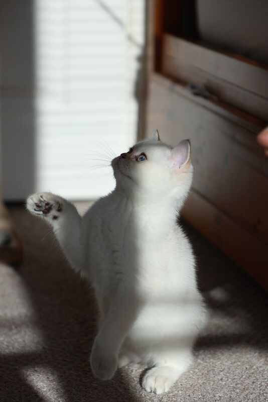 British Shorthair kittens for sale in Bedfordshire – 6 months old - Image 3 of 11