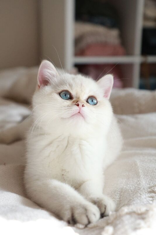 British Shorthair kittens for sale in Bedfordshire – 6 months old - Image 7 of 11