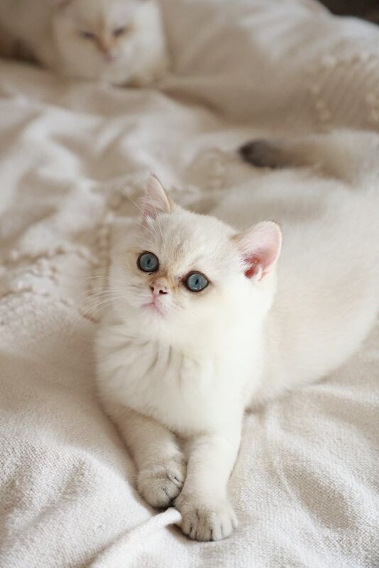 British Shorthair kittens for sale in Bedfordshire – 6 months old - Image 8 of 11