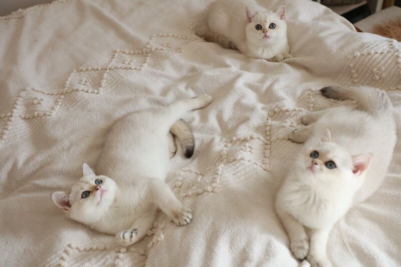 British Shorthair kittens for sale in Bedfordshire – 6 months old - Image 9 of 11