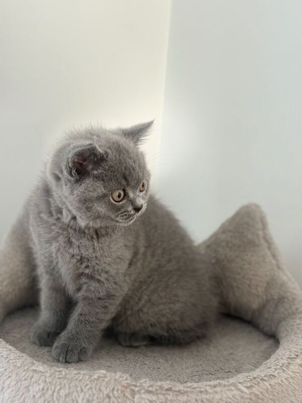 Ready to GO Amazing Blue And Cream British Shorthair Kittens