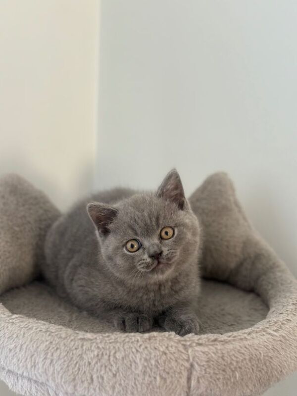 Ready to GO Amazing Blue And Cream British Shorthair Kittens - Image 2 of 4