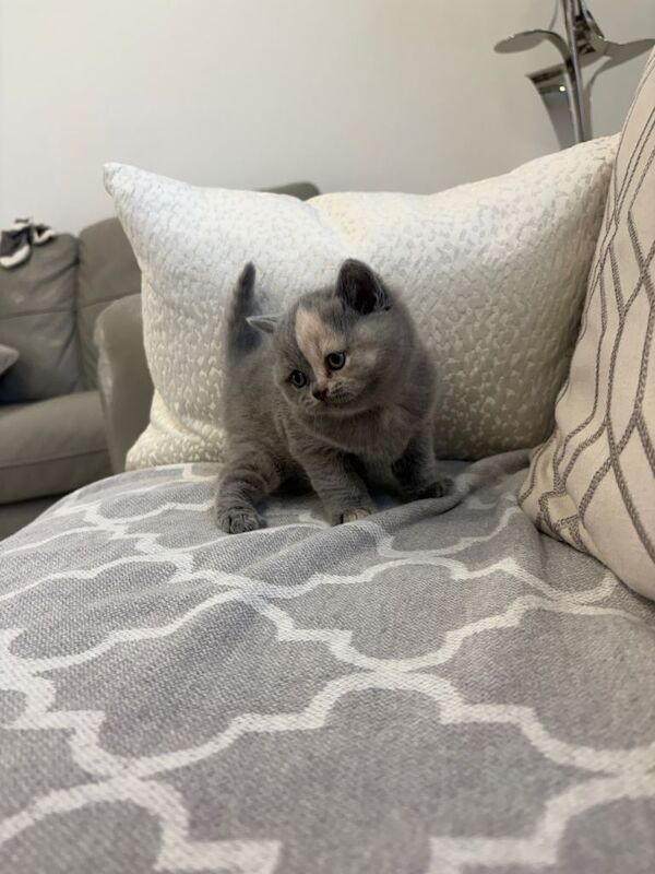 Ready to GO Amazing Blue And Cream British Shorthair Kittens - Image 3 of 4