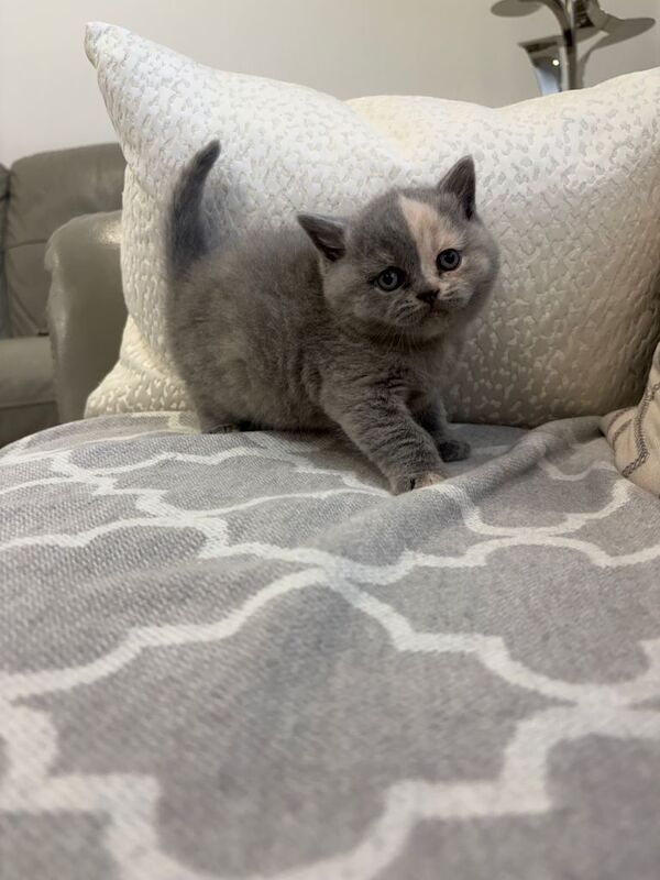 Ready to GO Amazing Blue And Cream British Shorthair Kittens - Image 4 of 4