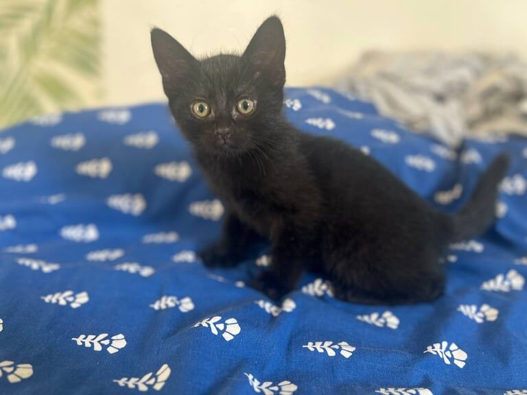 Ready to Go😀!Four adorable black kittens are looking for a forever home for sale in Welwyn Garden City, Hertfordshire
