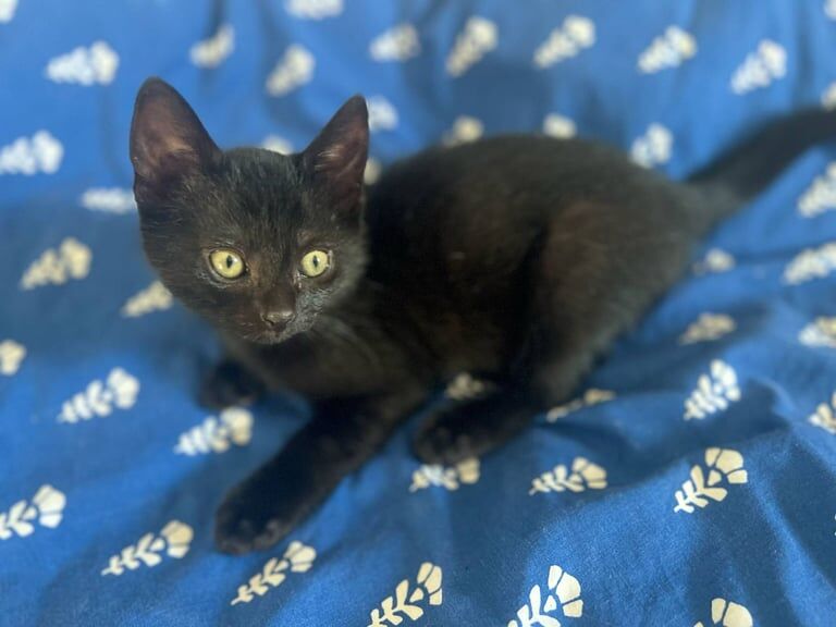 Ready to Goš!Four adorable black kittens are looking for a forever home for sale in Welwyn Garden City, Hertfordshire | Image 2