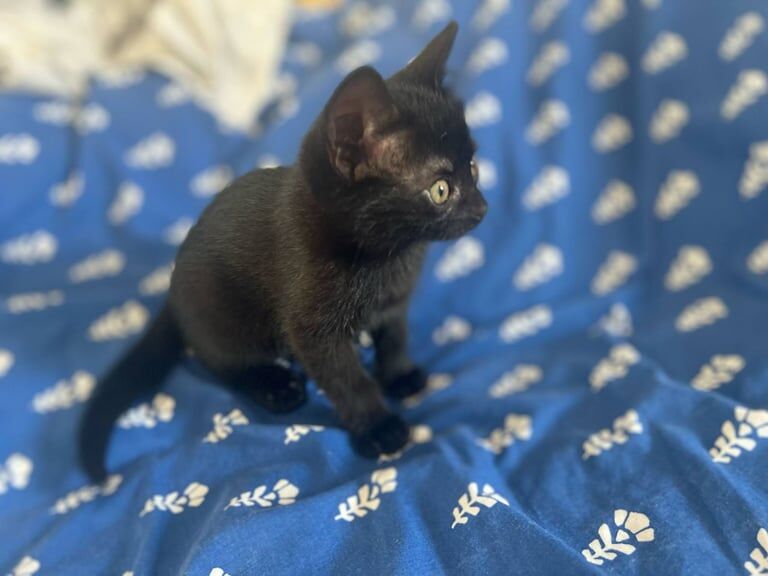 Ready to Go😀!Four adorable black kittens are looking for a forever home for sale in Welwyn Garden City, Hertfordshire | Image 3