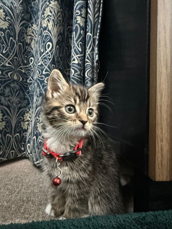 Ready to leave Beautiful mixed British shorthair kitten