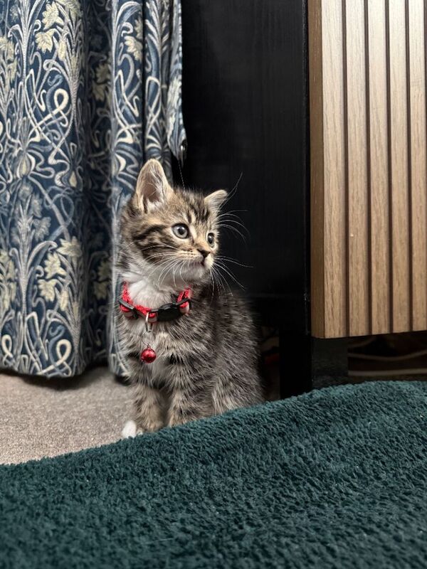 Ready to leave Beautiful mixed British shorthair kitten - Image 2 of 5