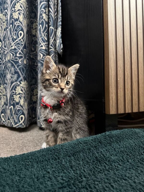 Ready to leave Beautiful mixed British shorthair kitten - Image 3 of 5