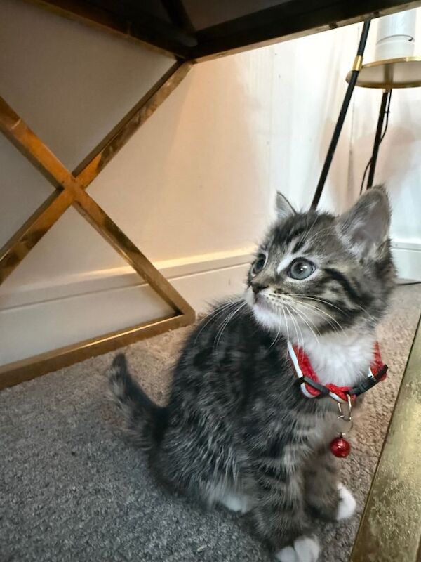 Ready to leave Beautiful mixed British shorthair kitten - Image 4 of 5