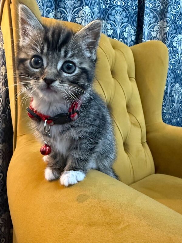 Ready to leave Beautiful mixed British shorthair kitten - Image 5 of 5