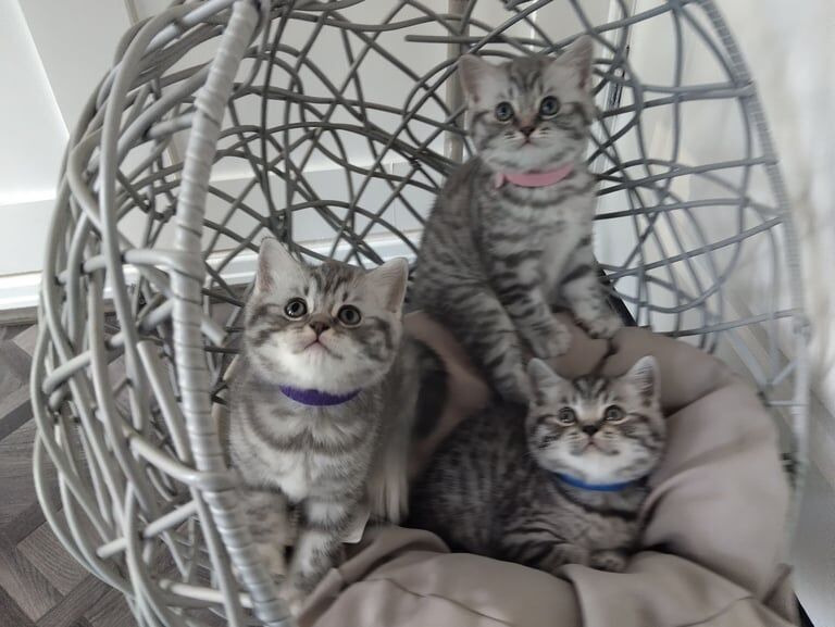 British Shorthair kittens for sale in Bradford, West Yorkshire – 3 months old