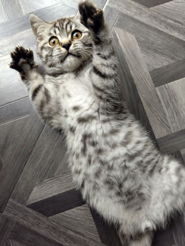 British Shorthair kittens for sale in Bradford, West Yorkshire – 3 months old - Image 2 of 3