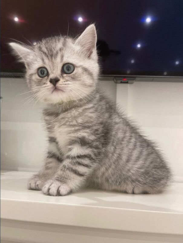 British Shorthair kittens for sale in Camden Town, Greater London – 11 weeks old