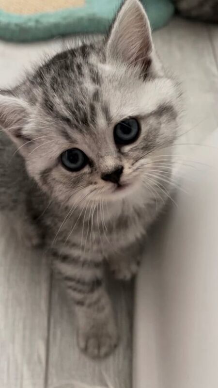 British Shorthair kittens for sale in Camden Town, Greater London – 11 weeks old - Image 3 of 3