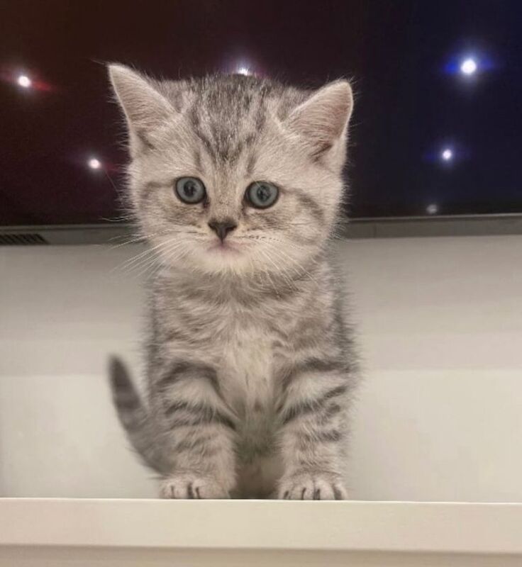 British Shorthair kittens for sale in Camden Town, Greater London – 11 weeks old - Image 3 of 4