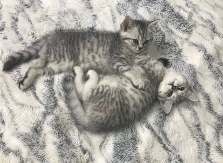 British Shorthair kittens for sale in Camden Town, Greater London – 11 weeks old - Image 4 of 4