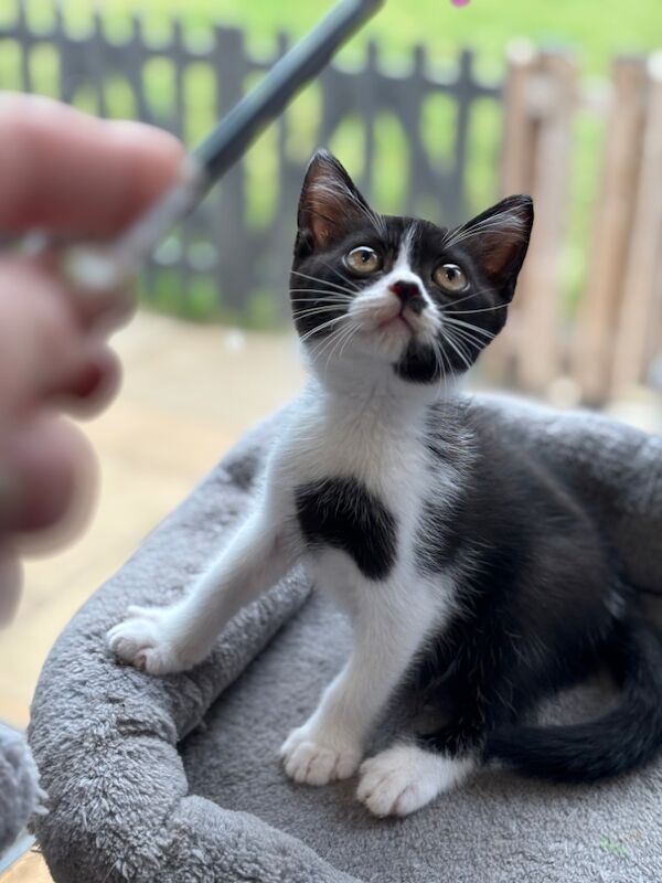 British Shorthair kittens for sale in March, Cambridgeshire – 11 weeks old