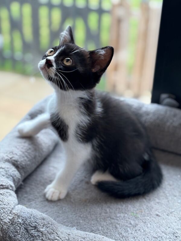 British Shorthair kittens for sale in March, Cambridgeshire – 11 weeks old - Image 2 of 4