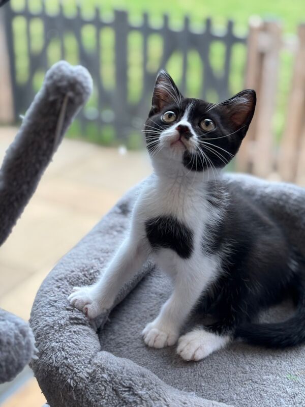 British Shorthair kittens for sale in March, Cambridgeshire – 11 weeks old - Image 3 of 4
