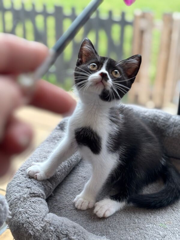 British Shorthair kittens for sale in March, Cambridgeshire – 11 weeks old - Image 4 of 4
