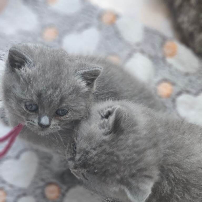 TICA Registered British Shorthair Kittens For Sale
