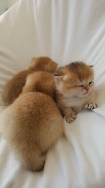 Registered Golden British Shorthair Rare Kittens for sale in Royal Tunbridge Wells, Kent | Image 2