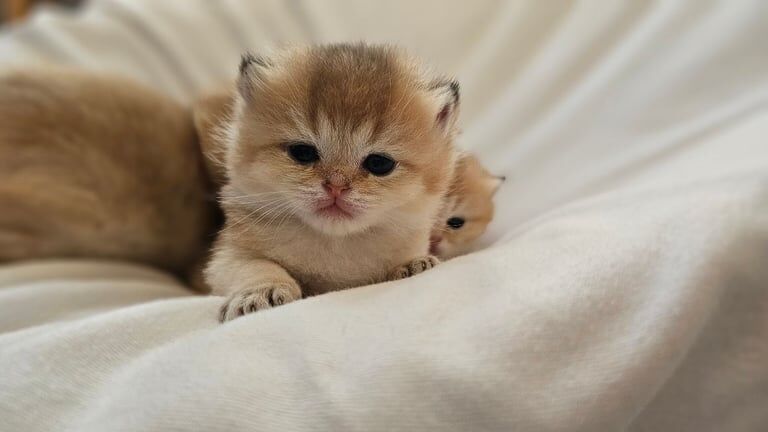 Registered Golden British Shorthair Rare Kittens for sale in Royal Tunbridge Wells, Kent | Image 3